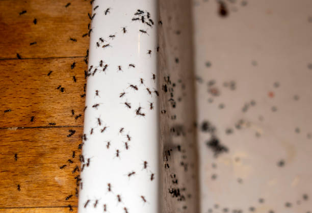 Insect Control in Springfield, OR